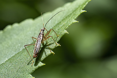 Nabis limbatus