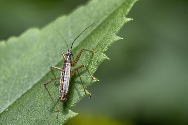 Nabis limbatus