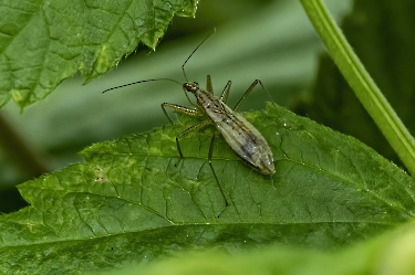 Nabis limbatus