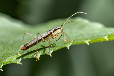 Nabis limbatus