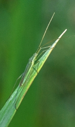 Notostira elongata