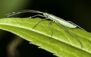 Notostira elongata