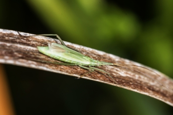 Notostira elongata