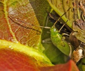 Oncotylus punctipes