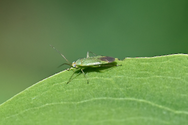Orthotylus spec.