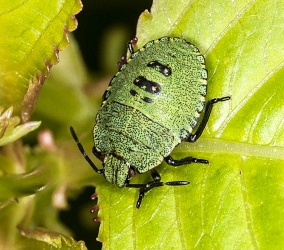 Palomena prasina