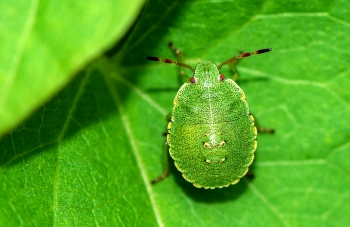 Palomena prasina