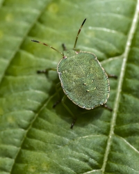 Palomena prasina