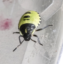 Palomena prasina