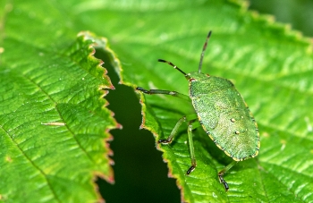 Palomena prasina