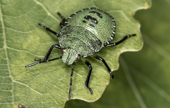 Palomena prasina