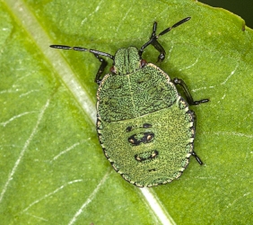 Palomena prasina