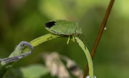Palomena prasina
