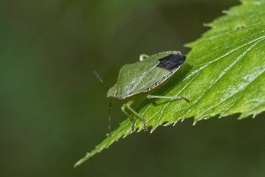 Palomena prasina