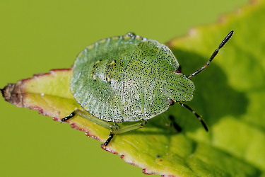 Palomena prasina
