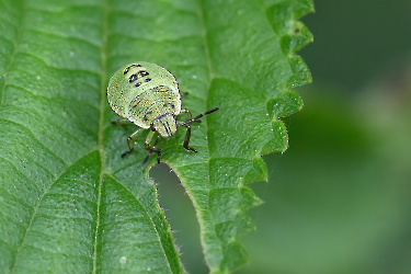 Palomena prasina