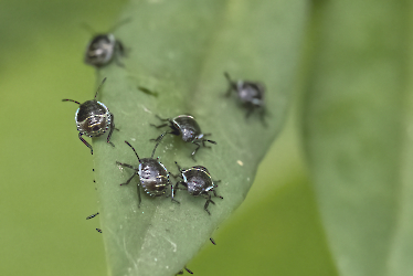 Palomena prasina