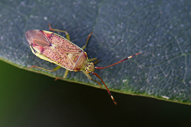 Pantilius tunicatus