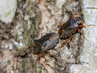 Pentatoma rufibes