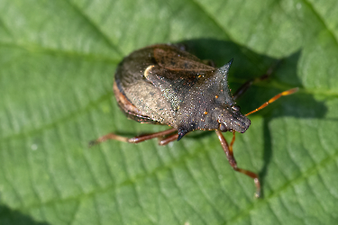Picromeris bidens
