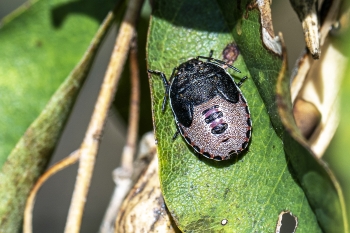 Piezodorus lituratus