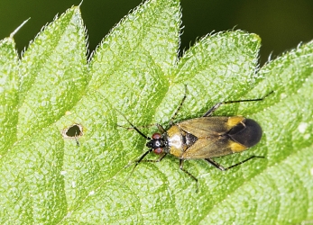 Plagiognathus arbustorum