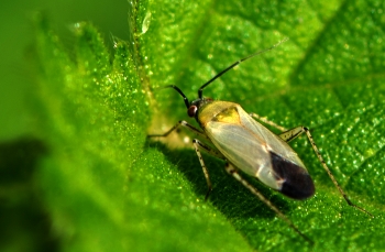 Plagiognathus arbustorum