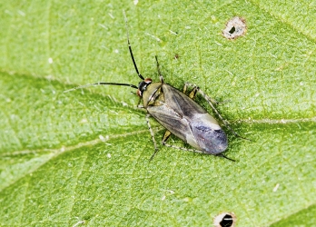 Plagiognathus arbustorum