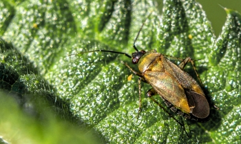 Plagiognathus arbustorum