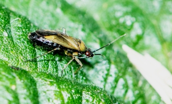 Plagiognathus arbustorum