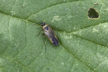 Plagiognathus arbustorum