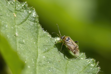 Plagiognathus arbustorum