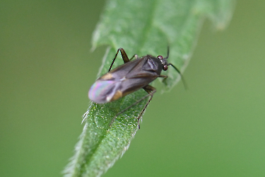 Plagiognathus arbustorum