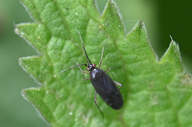 Plagiognathus arbustorum