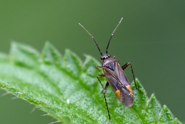 Plagiognathus arbustorum