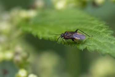 Plagiognathus arbustorum