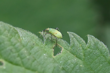 Plagiognathus arbustorum