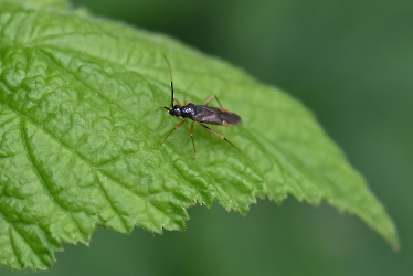 Plagiognathus arbustorum