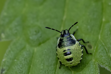 Polomena prasina