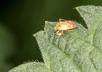 Psallus spec.