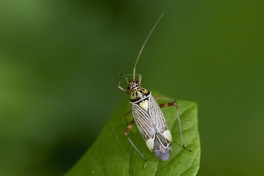 Rhabdomiris striatellus