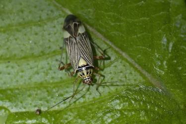 Rhabdomiris striatellus