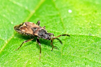 Scoleposthus spec