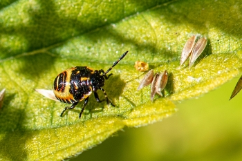 Troilus luridus