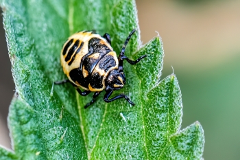 Troilus luridus