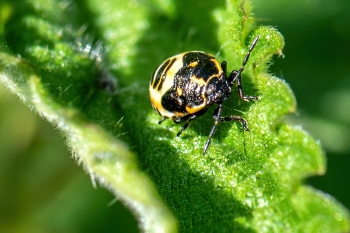 Troilus luridus