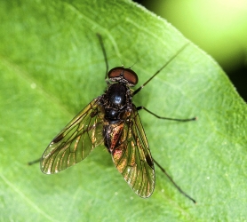 Tovinger - Myg og fluer