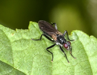Cordilura ciliata