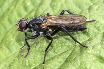 Cordilura ciliata