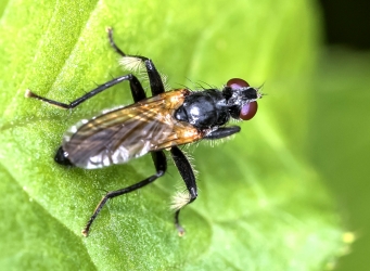 Cordilura ciliata
